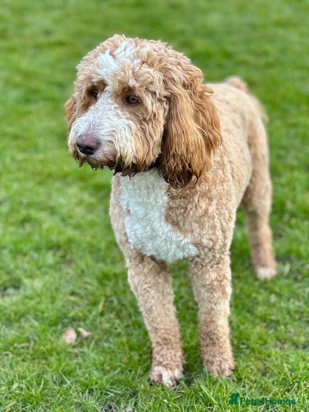 Mixed Breed dogs for sale: Goldendoodle/Australian double doodles  - Image 2
