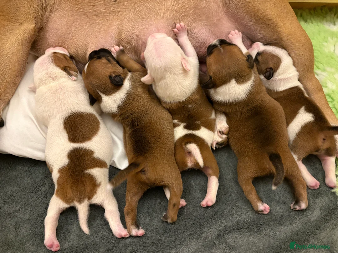Staffordshire Bull Terrier dogs for sale: Stunning litter of 5 red/pied Staffies. Coi 3.8% - Advert 2