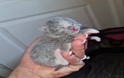Ragdoll cats for sale: Seal mitted ragdoll/lilac bsh mix - Image 6