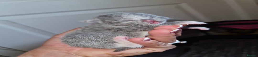 Kitten 5