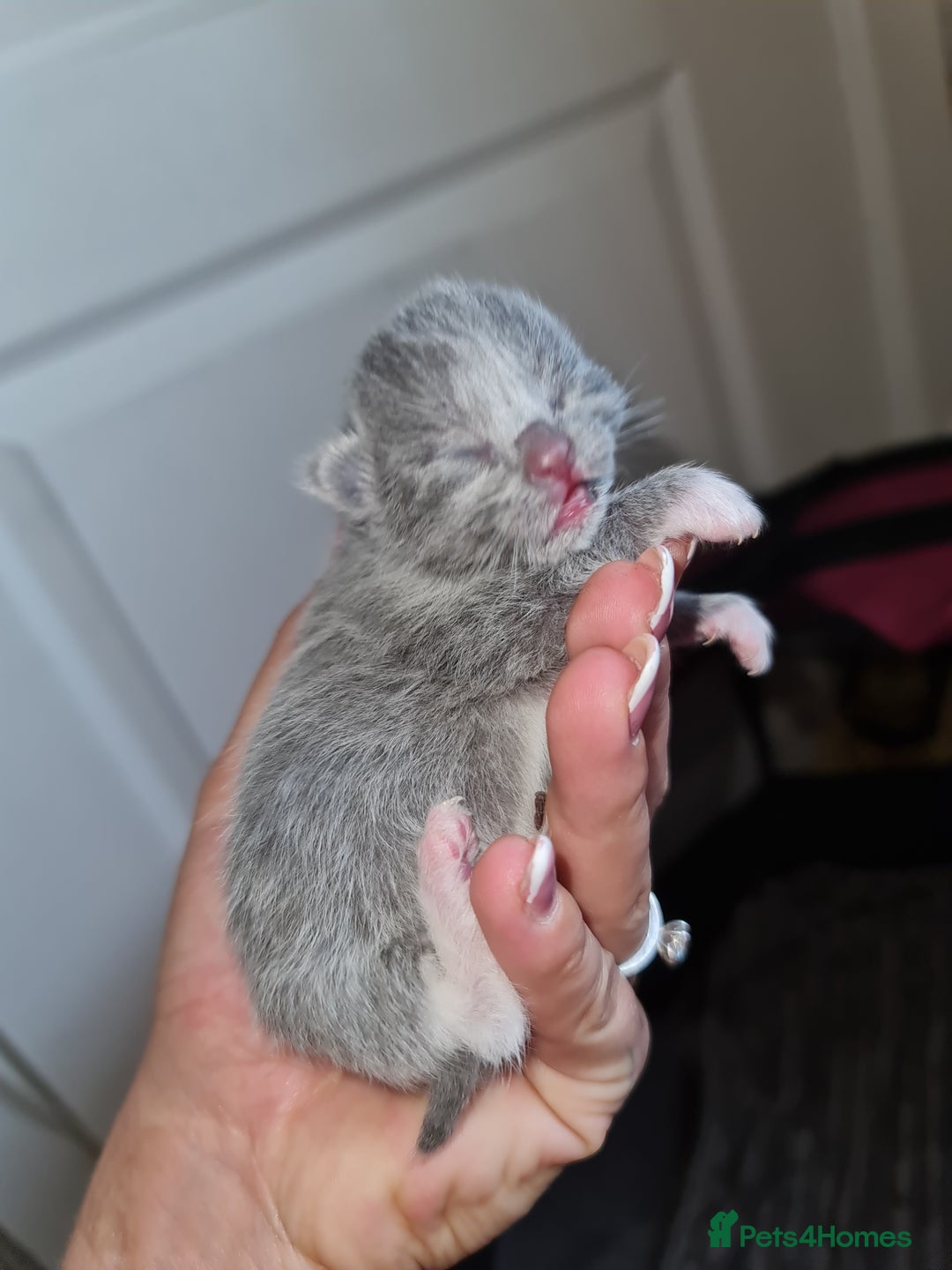 Ragdoll cats for sale: Seal mitted ragdoll/lilac bsh mix - Image 6