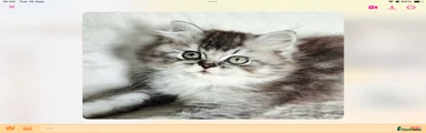 British Shorthair 1