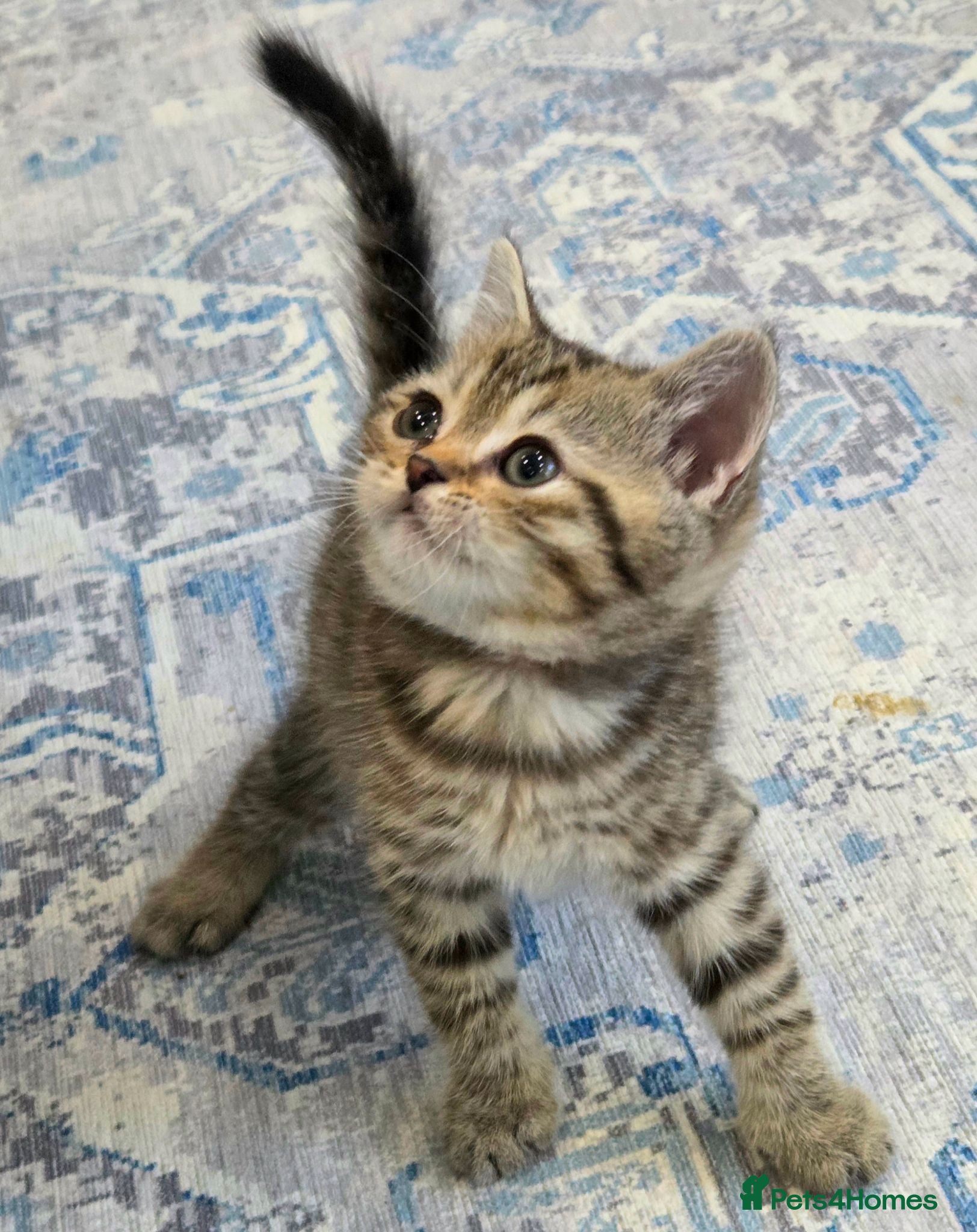 British Shorthair cats Gorgeous Golden Tabby ✨ British Shorthair Kitten ⭐ - Advert 2