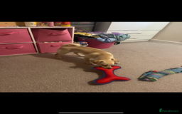 Mixed Breed dogs for sale: 1 year old jack russell/pug/dachshund - Image 3