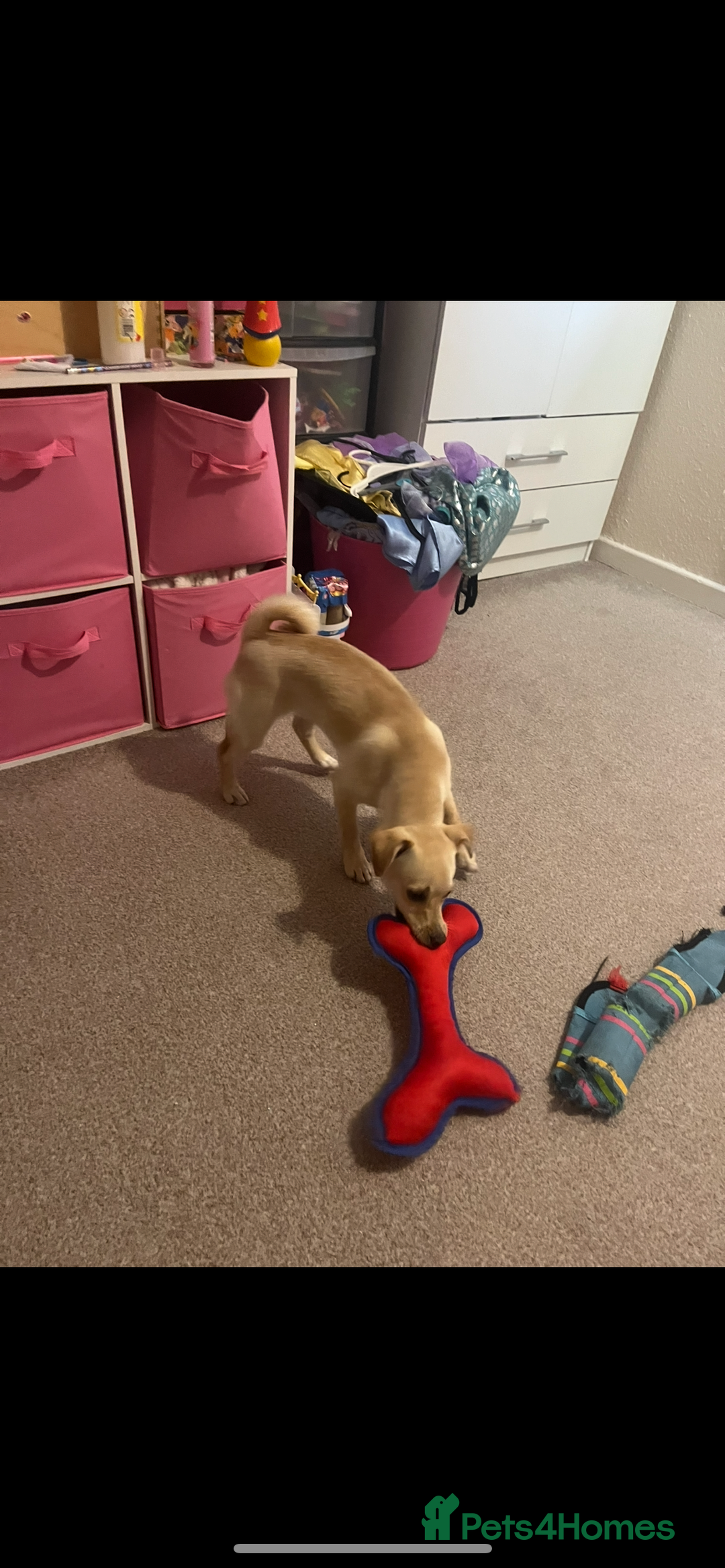 Mixed Breed dogs for sale: 1 year old jack russell/pug/dachshund - Image 3