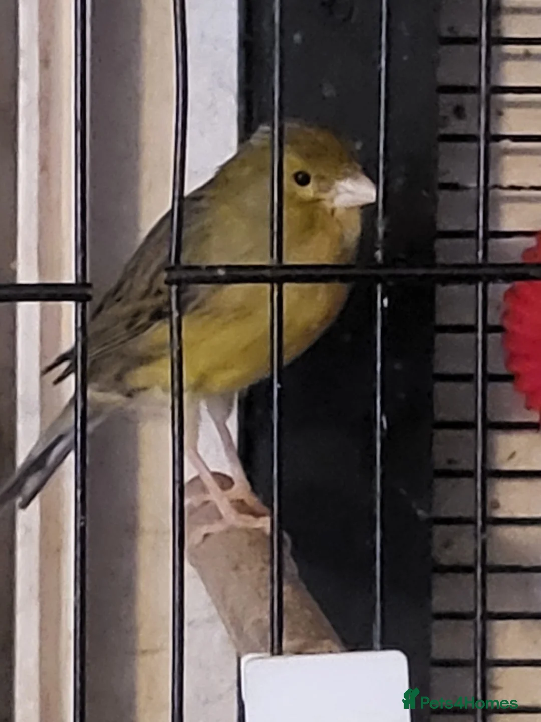 Canaries birds for sale: Canaries in Portsmouth - Advert 5