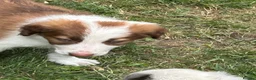 Border Collie dogs for sale: Gorgeous Border Collie puos - Advert 8