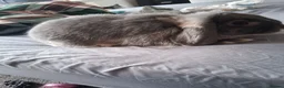 Mini Lop rabbits for sale: Female Bunny - Advert 4