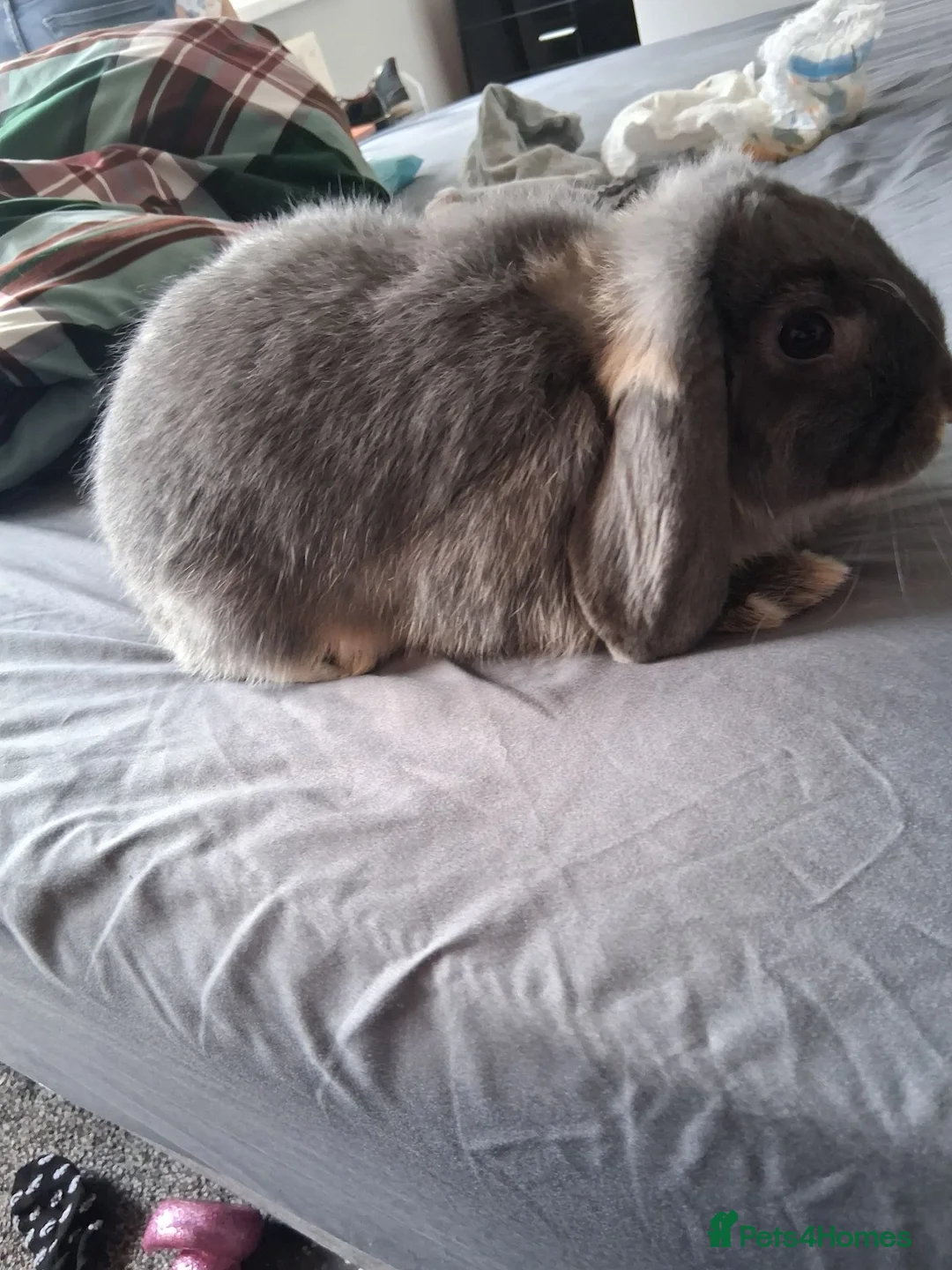 Mini Lop rabbits for sale: Female Bunny - Advert 4