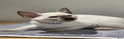 Siamese cats for sale: GCCF Registered Traditional Siamese Kittens.  - Advert 20
