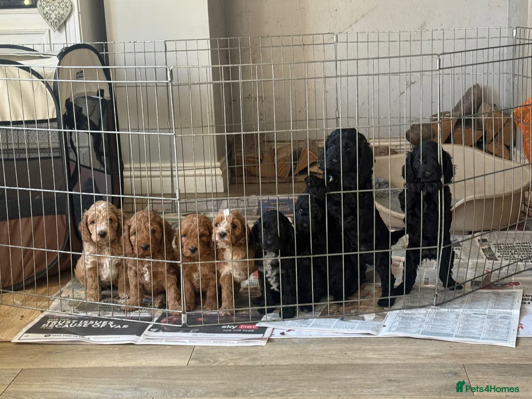 Cockapoo dogs for sale: Beautiful health tested F1 Cockapoo puppies - Advert 2