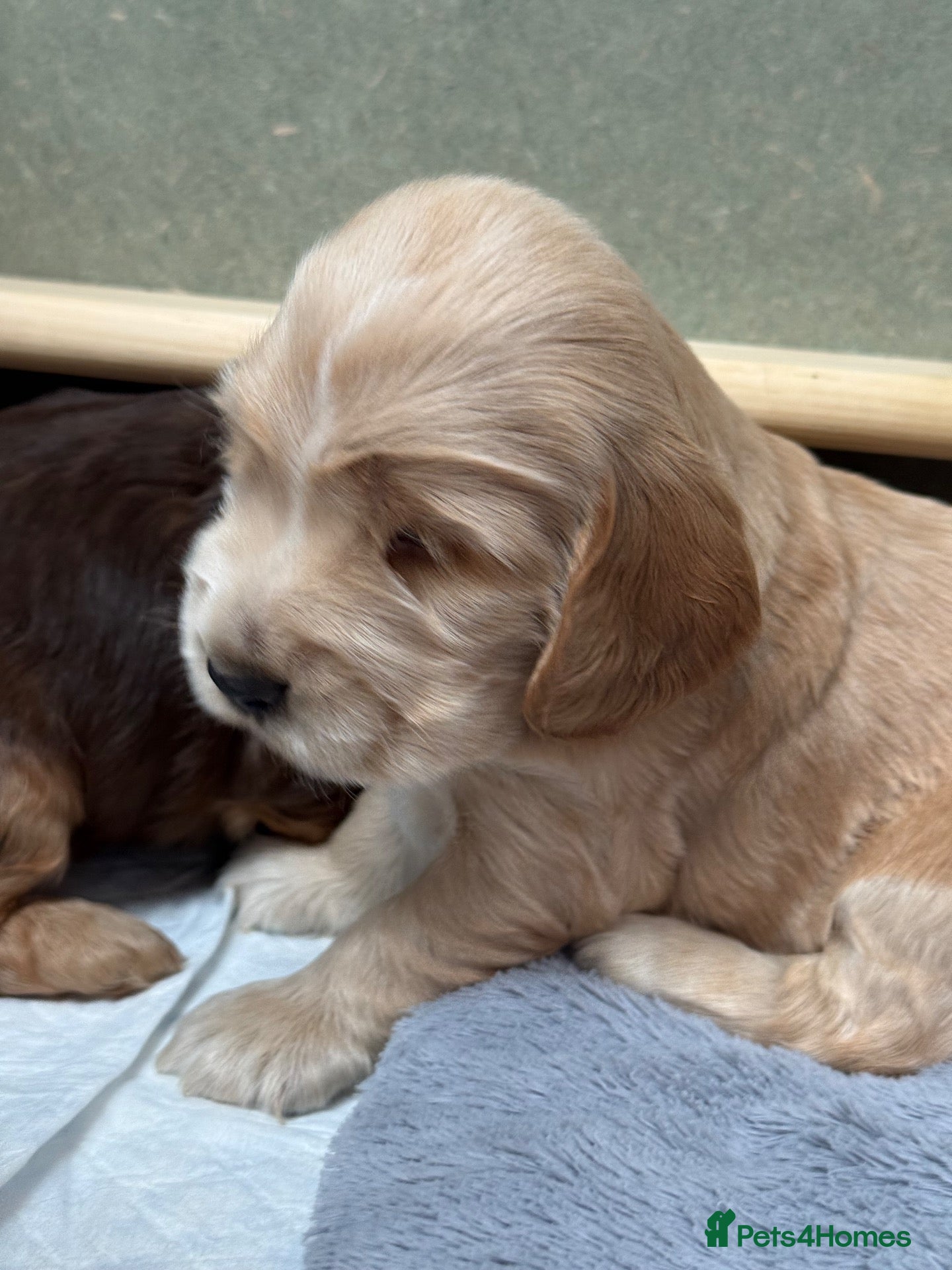 Cocker Spaniel dogs 🤍 KC Show Cocker Spaniels 🤍 - Advert 2