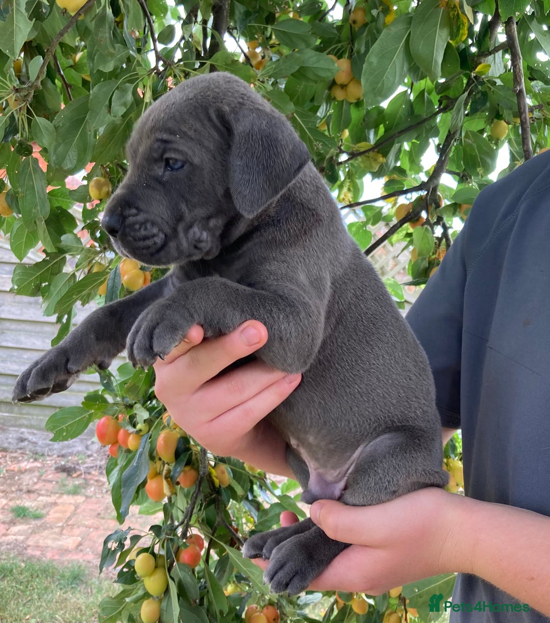 Great Dane dogs for sale: Beautiful Great Dane pups - Image 13
