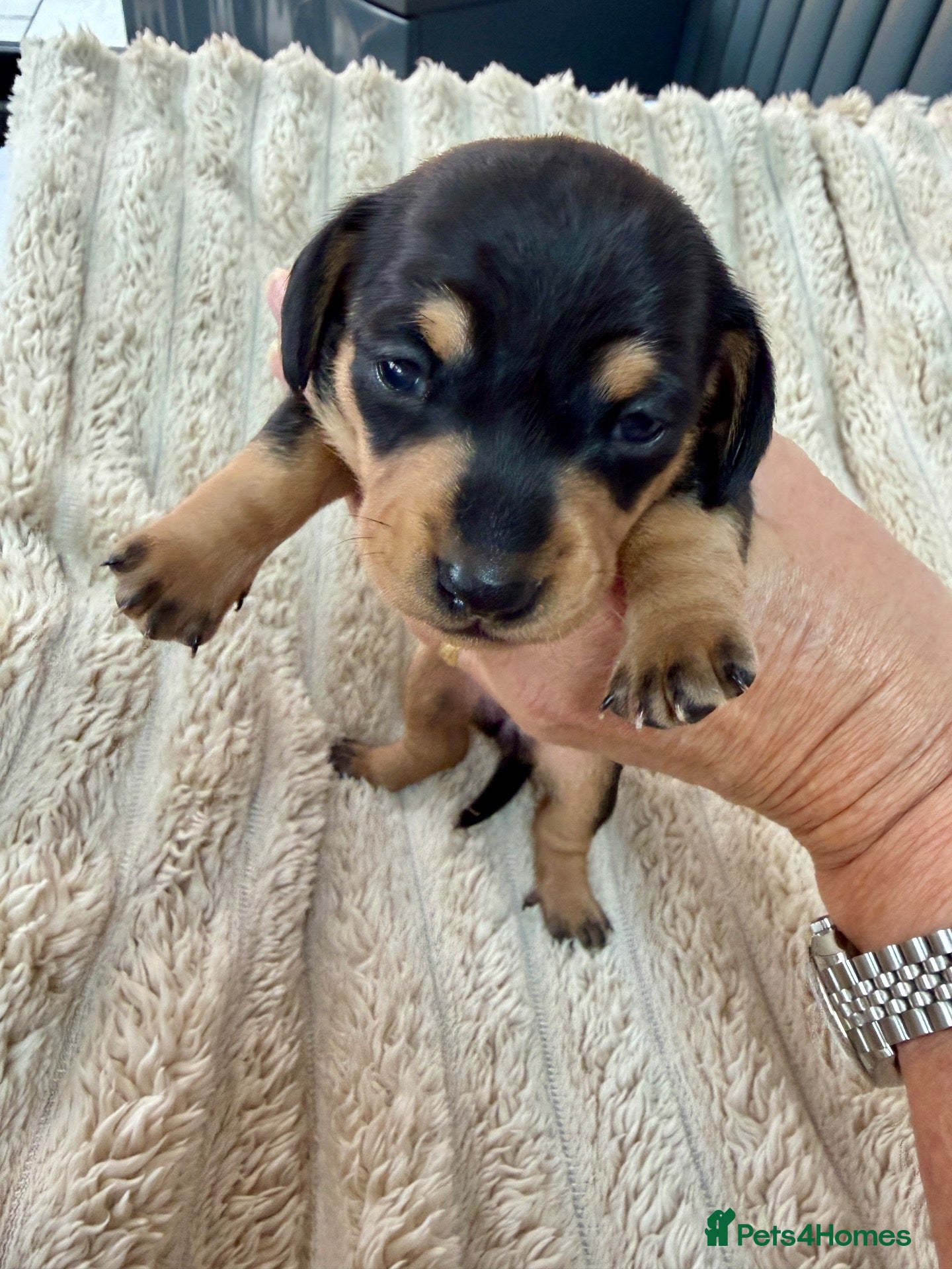 Miniature Dachshund dogs Three Stunning Mini Daschunds Girls - Advert 2