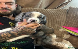 Mixed Breed dogs for sale: Borderliers  - Image 6