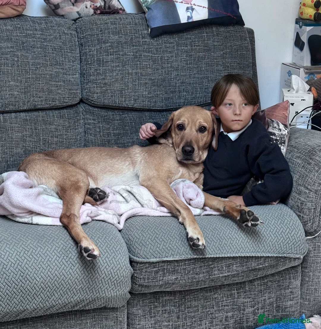 Labrador Retriever dogs for stud: PROVEN, KC REG,HEALTH TESTED LABRADOR FOR STUD in Havant - Advert 7