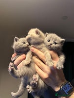 British Shorthair cats - Advert 9