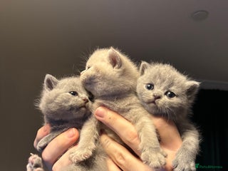 British Shorthair cats - Advert 1