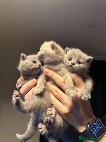 British Shorthair cats - Advert 1