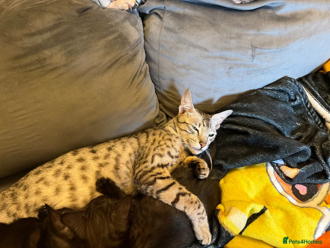 Mixed Breed cats for sale: Savannah mixed kittens in Stoke-on-Trent - Advert 1
