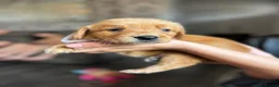 Golden Retriever dogs for sale: Beautiful golden retriever puppies  - Advert 12