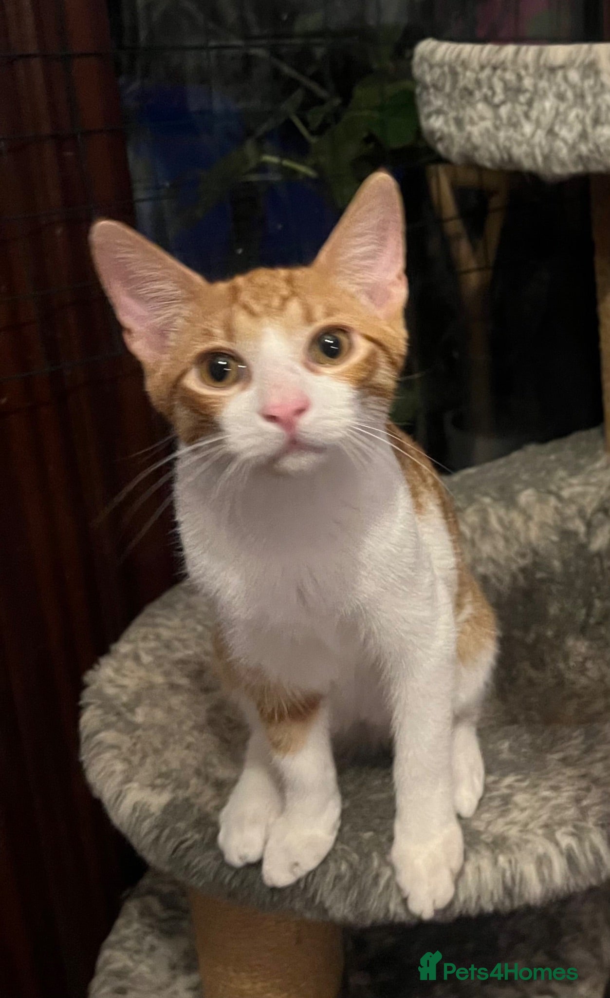 Domestic Shorthair cats 1 ginger & white rescue kitten waiting for homes - Advert 12