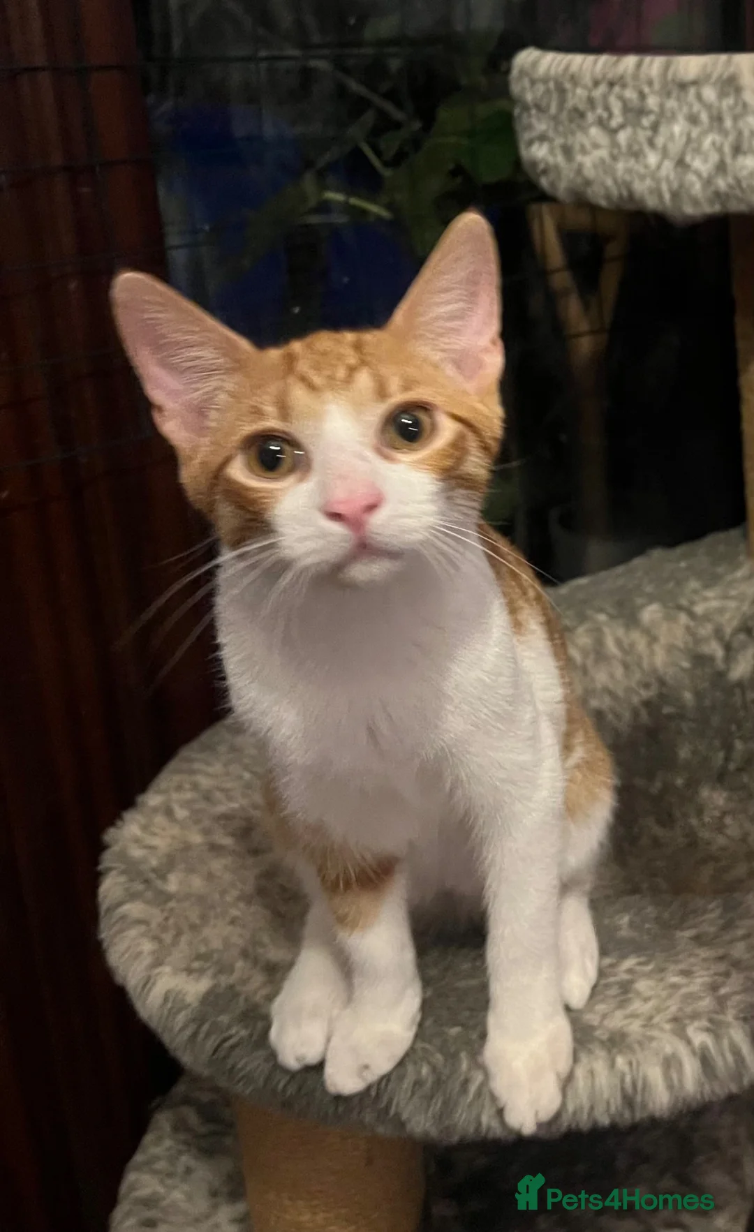 Domestic Shorthair cats for adoption: 1 ginger & white rescue kitten waiting for homes in Hook - Advert 1