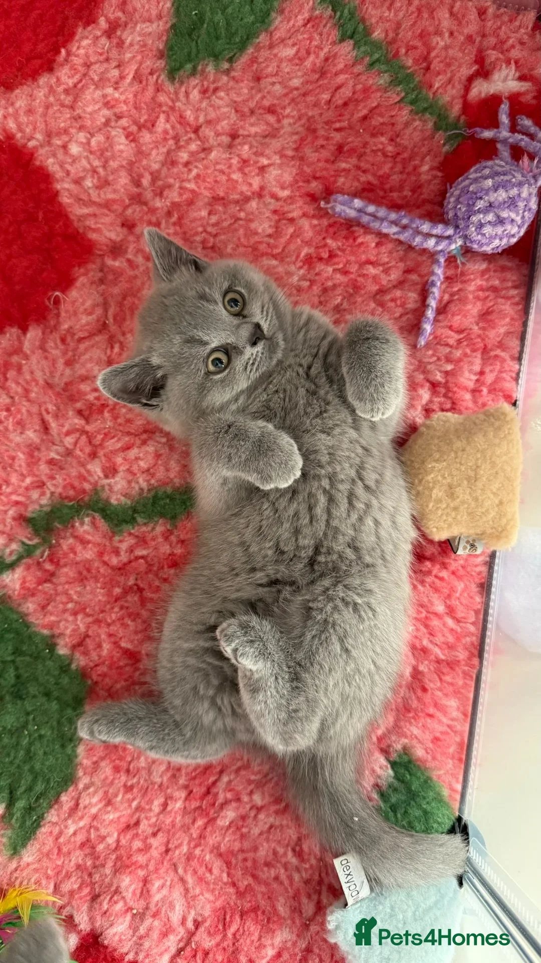 British Shorthair cats for stud: GCCF Active Registered Blue British Shorthair Stud - Advert 10