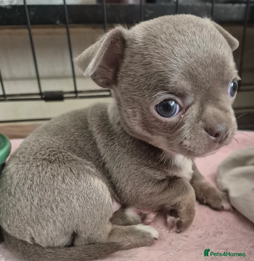 Chihuahua dogs for stud: KC lilac stud in Dagenham - Advert 18