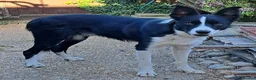 Border Collie dogs for sale: Border collie  - Advert 1