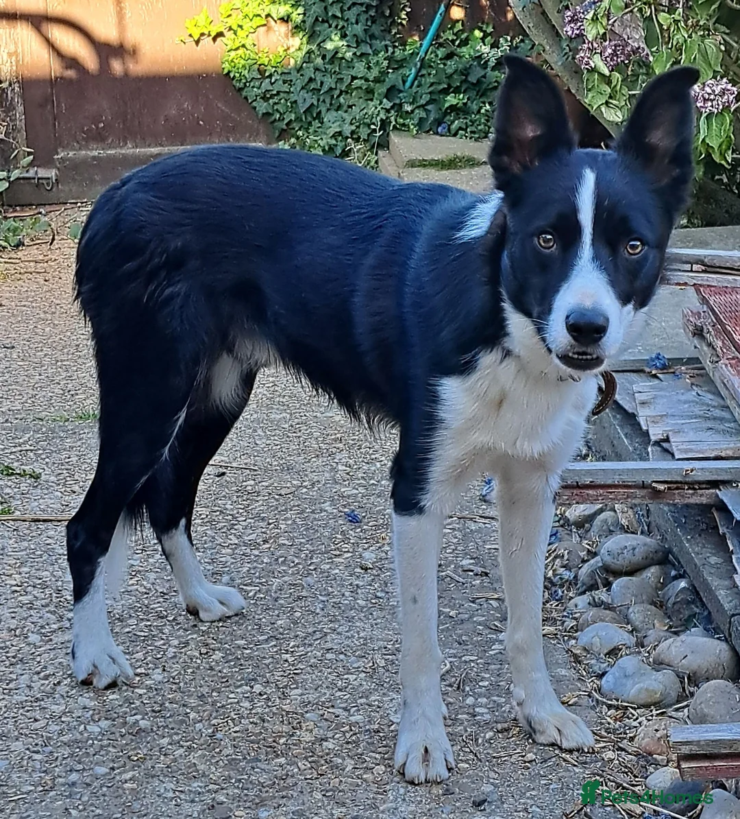 Border Collie dogs for sale: Border collie  - Advert 1