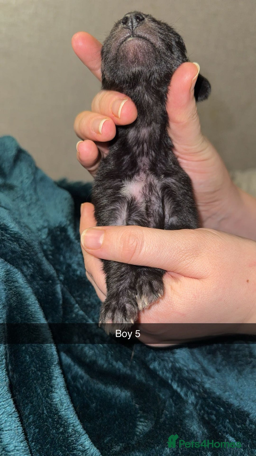 Lurcher dogs for sale: Bedding x whippet pups  - Advert 16