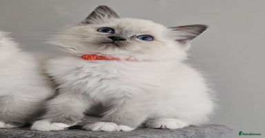 Ragdoll cats - Advert 5