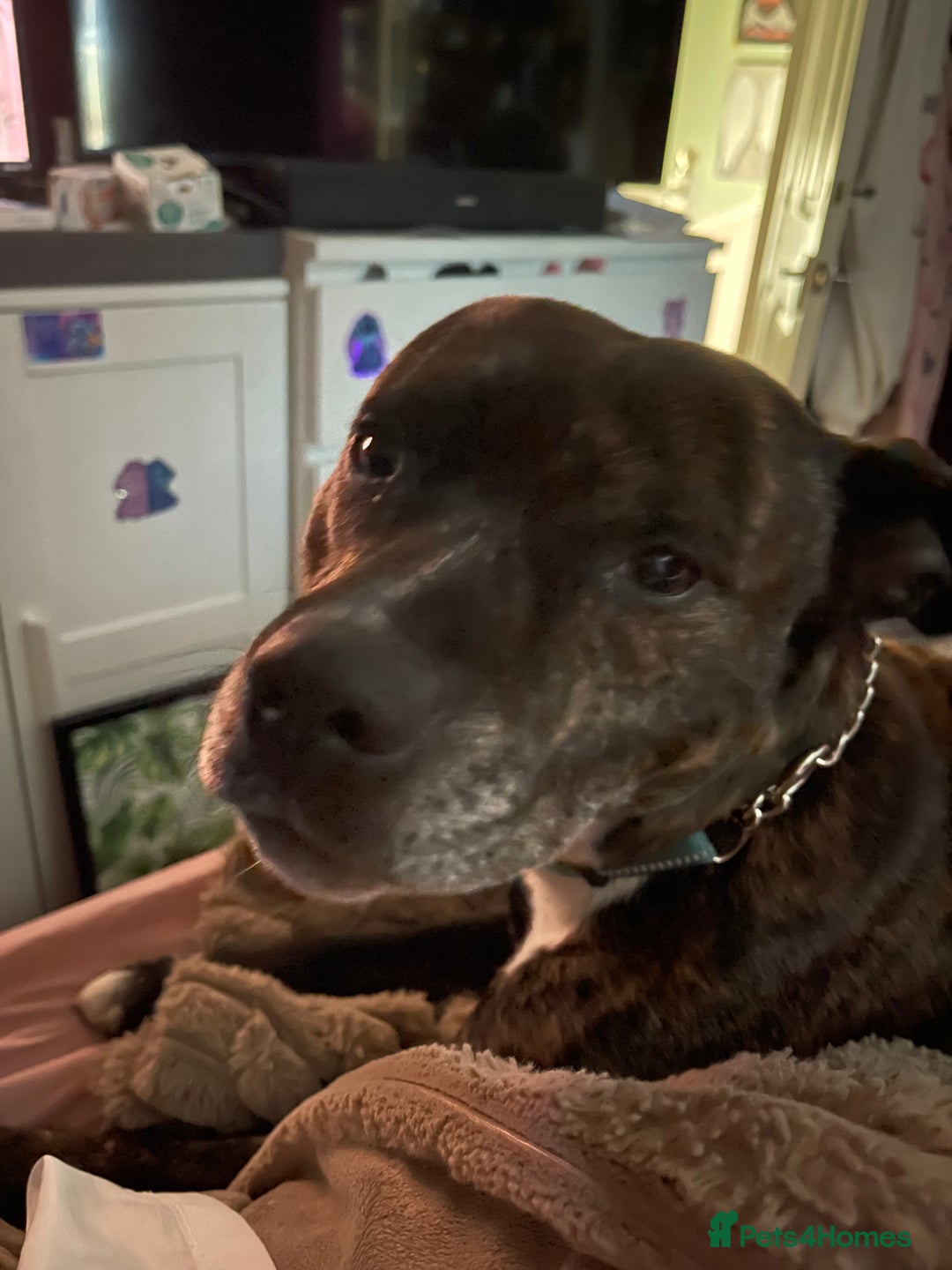 Mixed Breed dogs for sale: Marley - Advert 4