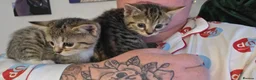 Mixed Breed cats for sale: 3 female kittens in Glasgow - Advert 2