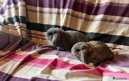Mini Lop rabbits for sale: Two pure mini lop rabbits  - Image 7