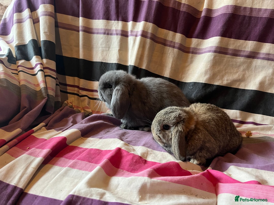 Mini Lop rabbits for sale: Two pure mini lop rabbits  - Image 7