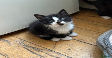 Mixed Breed cats - Advert 16