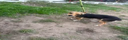 Jack Russell dogs for stud: Miniature Jack Russell stud - Advert 4