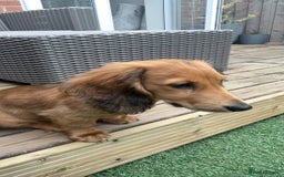 Dachshund dogs for sale: Miniature long haired dachshund  - Image 3
