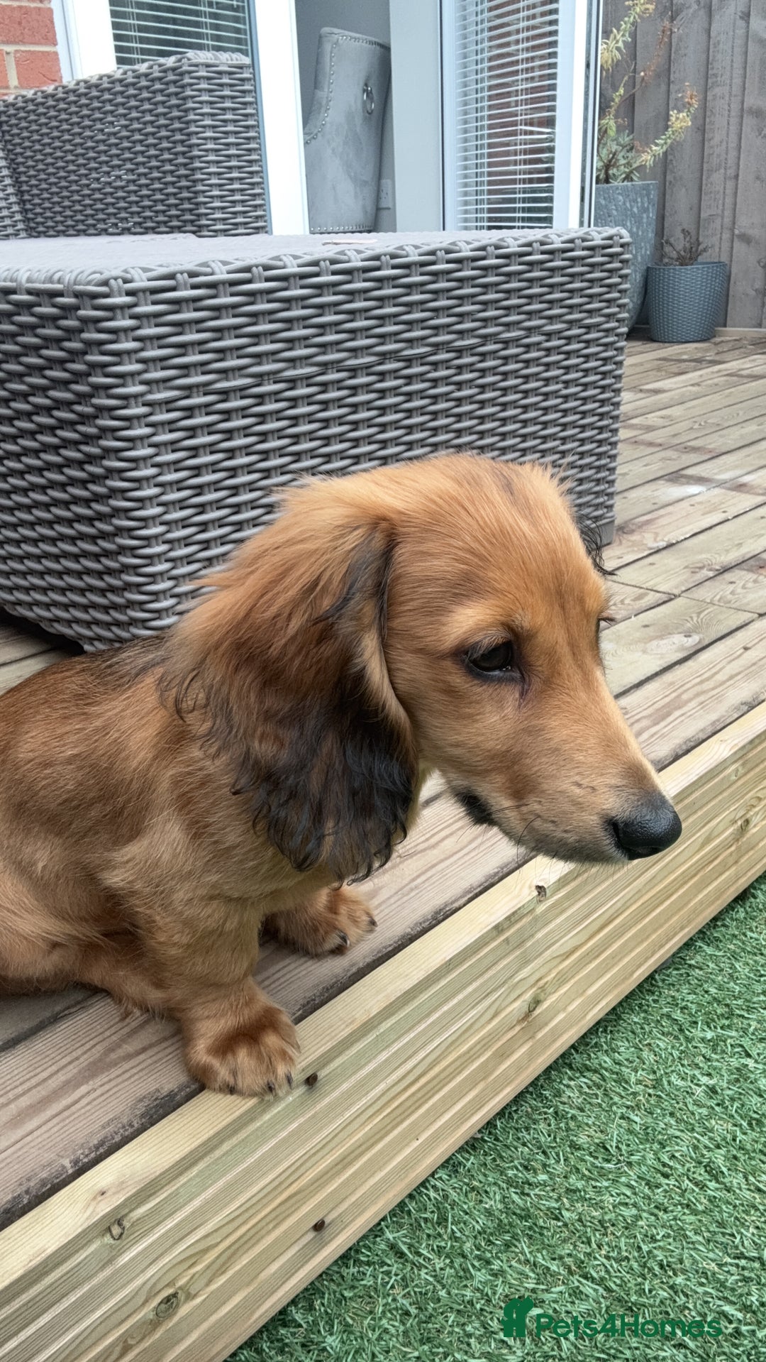 Dachshund dogs for sale: Miniature long haired dachshund  - Image 3