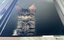 Maine Coon cats for sale: Purr Machines Ready Now - GCCF Reg Maine Coons - Image 9