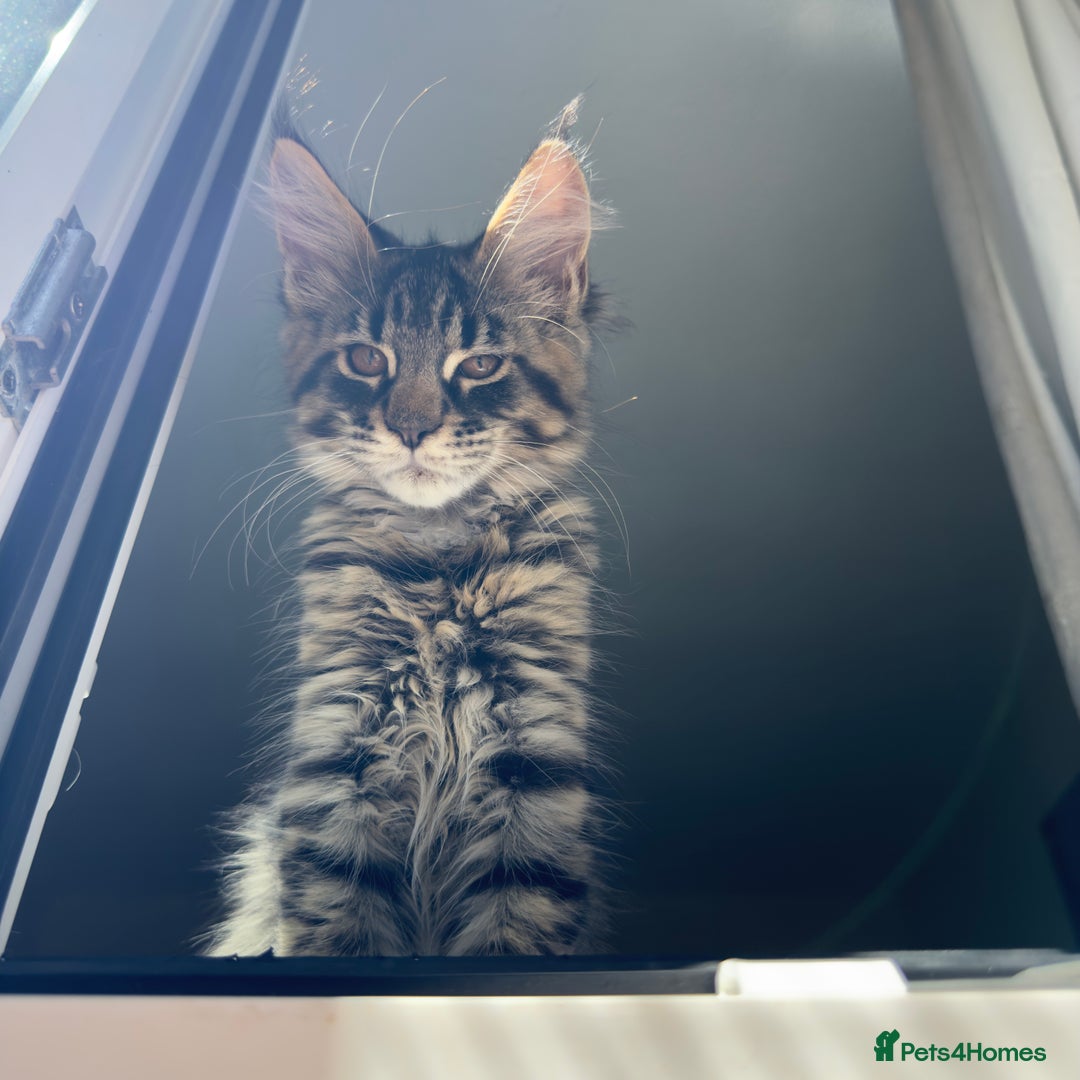 Maine Coon cats for sale: Purr Machines Ready Now - GCCF Reg Maine Coons - Image 9