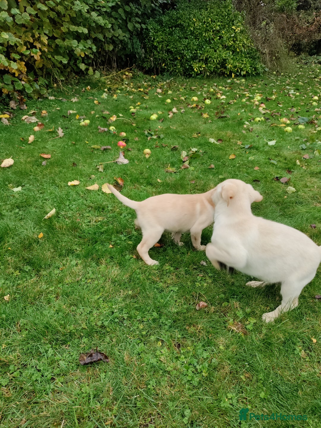 Labrador Retriever dogs for sale: Labrador pups for sale  - Image 13