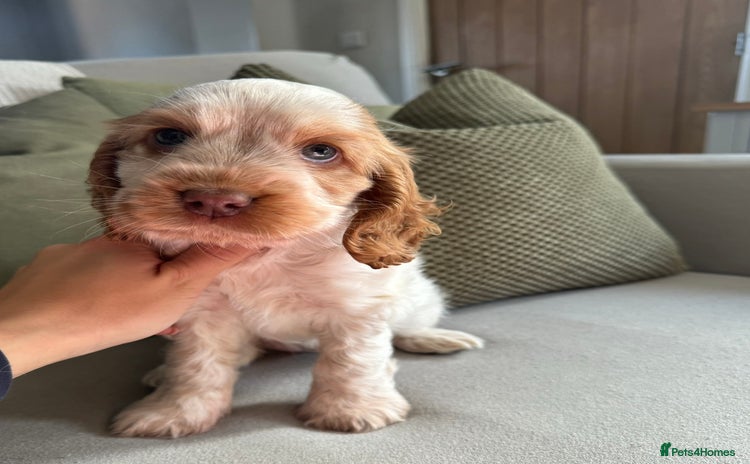 Cocker Spaniel dogs - Advert 2