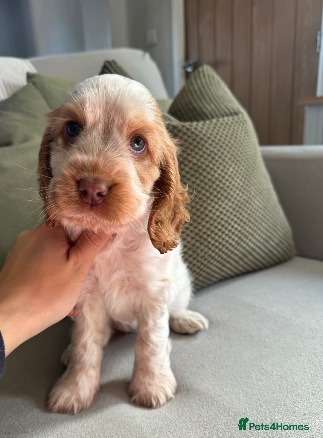 Cocker Spaniel dogs for sale: Gorgeous Health Tested Show Cocker Spaniel Puppy  - Image 1