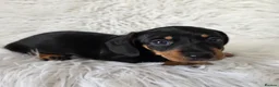 Miniature Dachshund dogs for sale: kc reg, pra clear daxi pups. 5* licensed breeder  - Advert 13