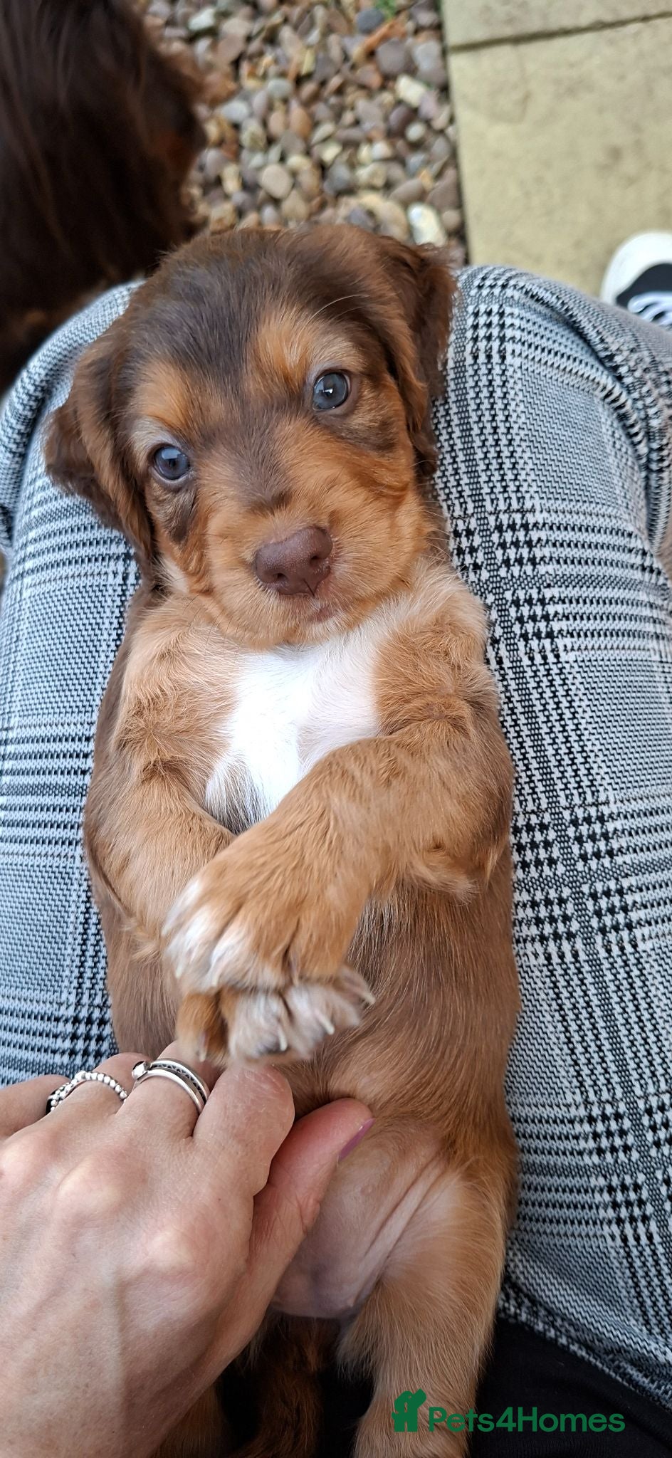 Cocker Spaniel dogs Gorgeous litter of Cocker Spaniel Puppies - Advert 2
