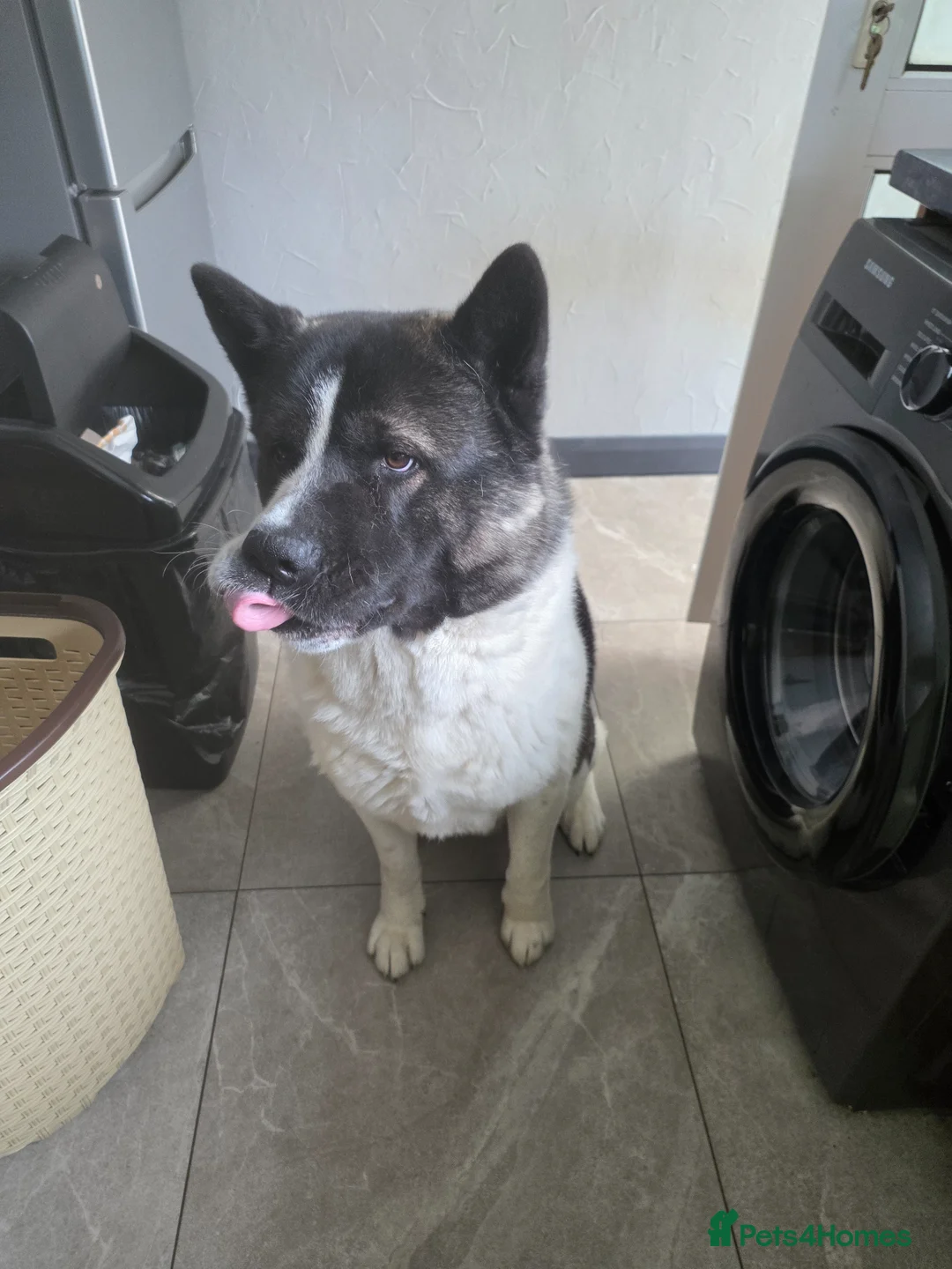 Akita dogs for sale: Mr.Zork in Corby - Advert 2