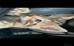 Mixed Breed cats for sale: Beautiful half Siamese kittens  - Image 4